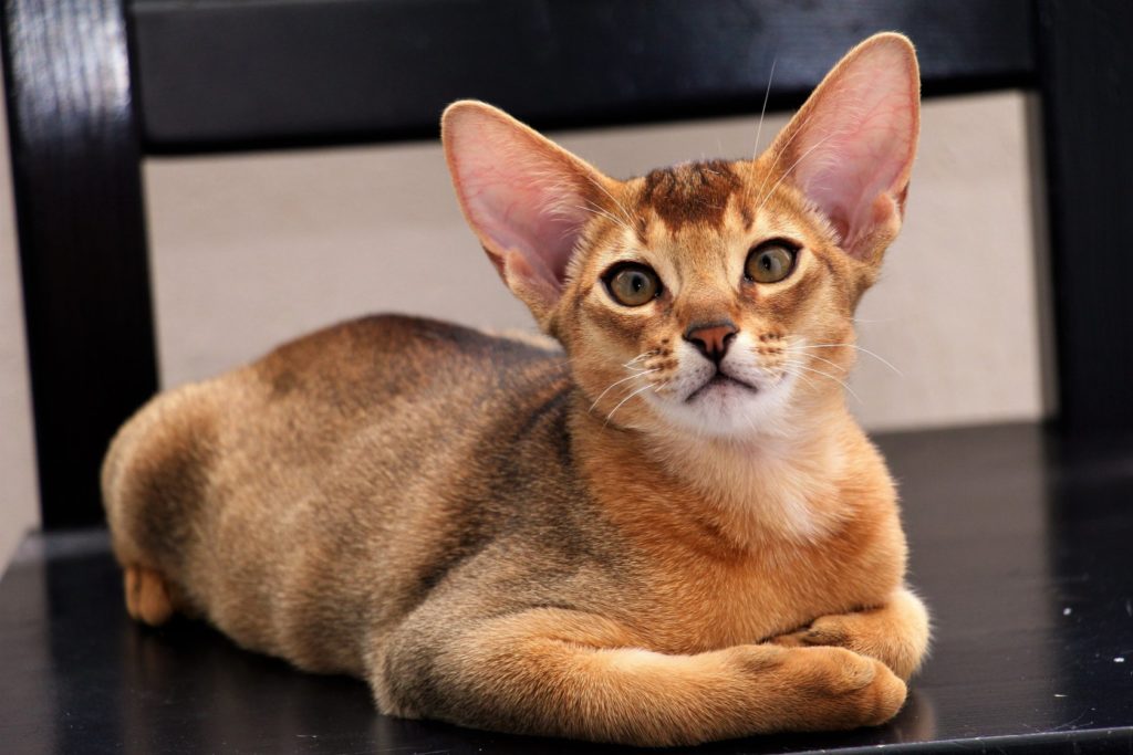 абиссинская кошка особенности породы и характера